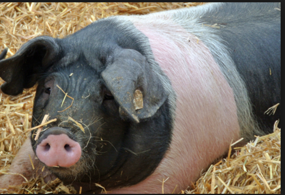 SCHWEINEREIEN am Sonntag