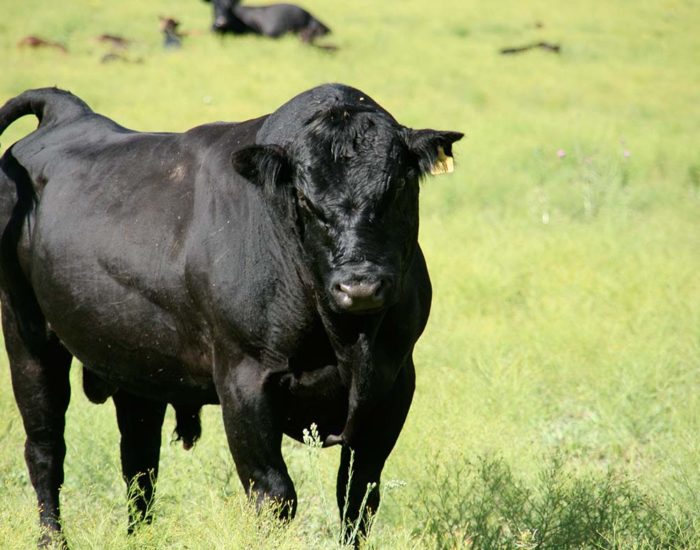 Edelbeef_Stier Edelbeef_Stier